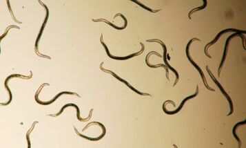 Parassiti che vivono nel corpo umano