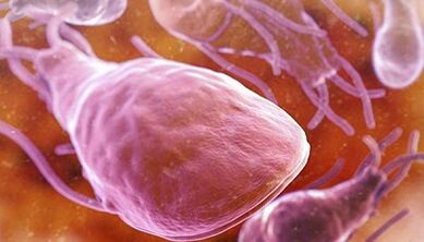 Lamblia nel corpo umano